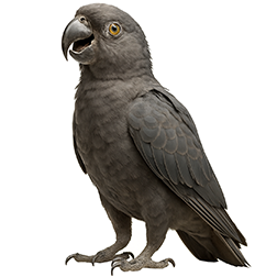 Lesser Vasa Parrot